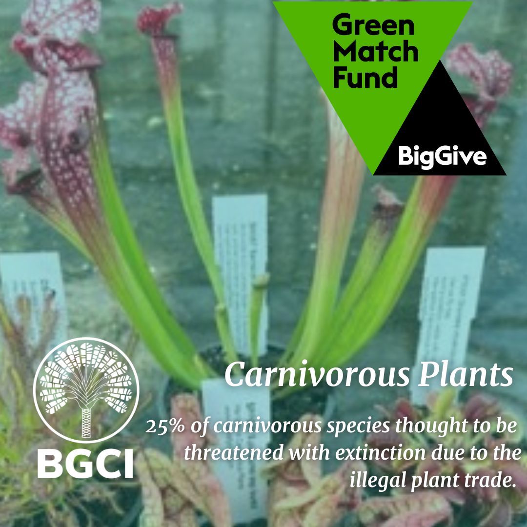 25% of species in this plant group are threatened with extinction from illegal collection of individuals from the wild for horticultural trade. Help BGCI stop this in our @BigGive Green Match Fund campaign. buff.ly/3VDVM4F #KnowWhatYouGrow #PlantDefence