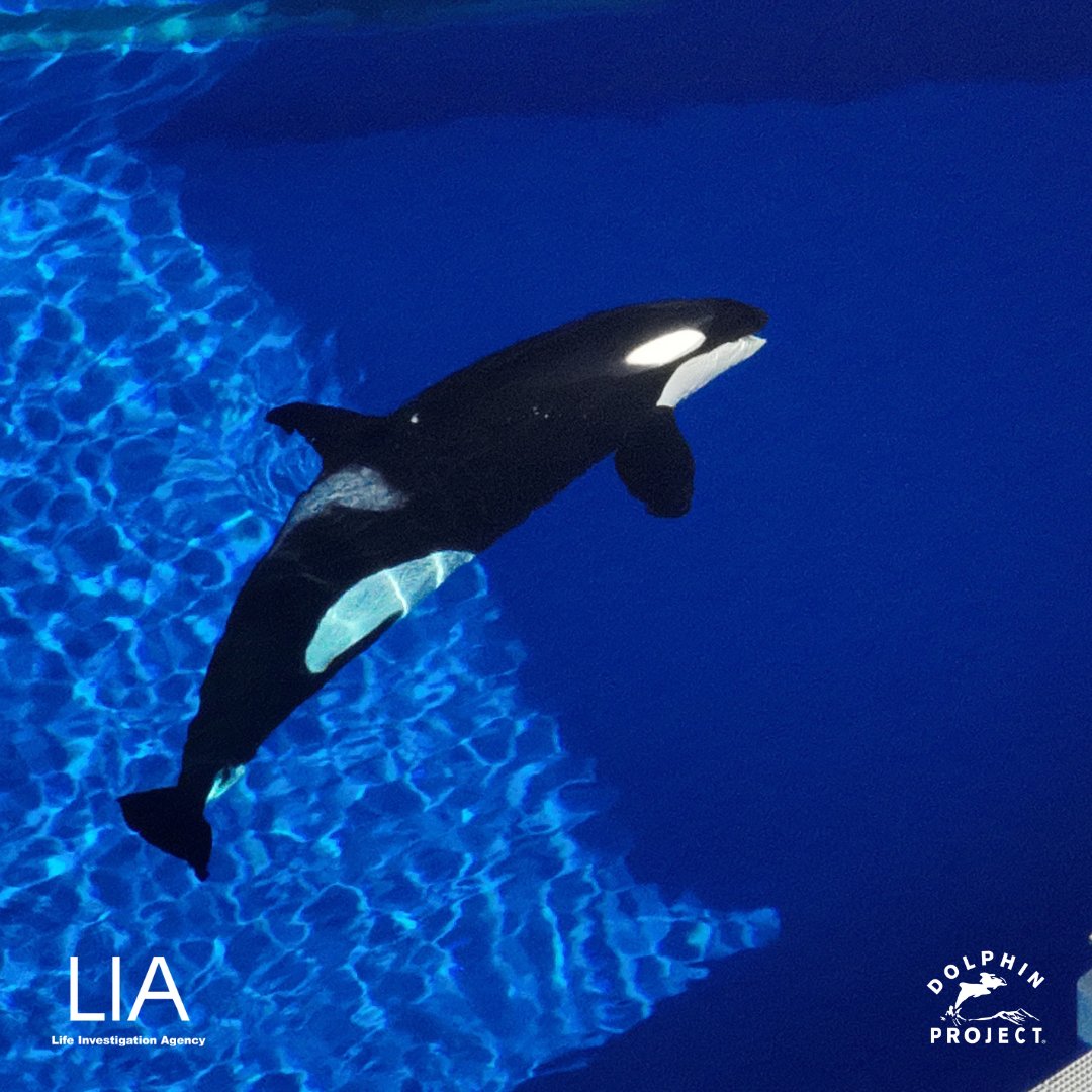 Dolphin_Project's tweet photo. Stella, the oldest captive orca in Japan, is in a small tank at Kobe Suma Sea World, alone. LIA volunteers observed Stella spending a long time just floating in the water. She also repeatedly swam to the wall, backed up, and swam to the wall again: https://t.co/NrkoklgHer https://t.co/GUPXcOHn9M