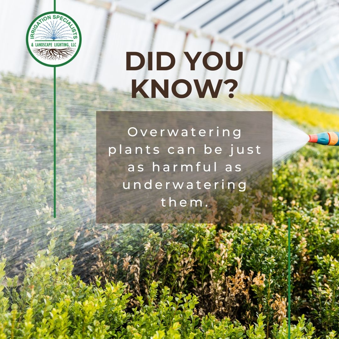 🌿 Did you know? Overwatering plants can be just as harmful as underwatering them. Finding the right balance is key to maintaining a healthy garden! 💦 

Let our experts help you achieve that perfect balance. 

#GardenTips #WateringWisdom #HealthyGarden #IrrigationExperts