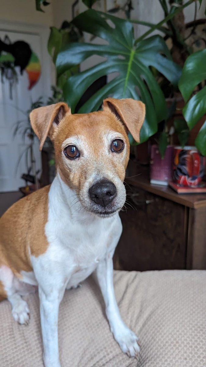 It's #NationalPetMonth and we're sharing our lovely Fundraising Officer's dog, Nutmeg!
Nutmeg is a rescue dog and is an integral part of the Dads Rock team, often popping up on meetings to say hello!