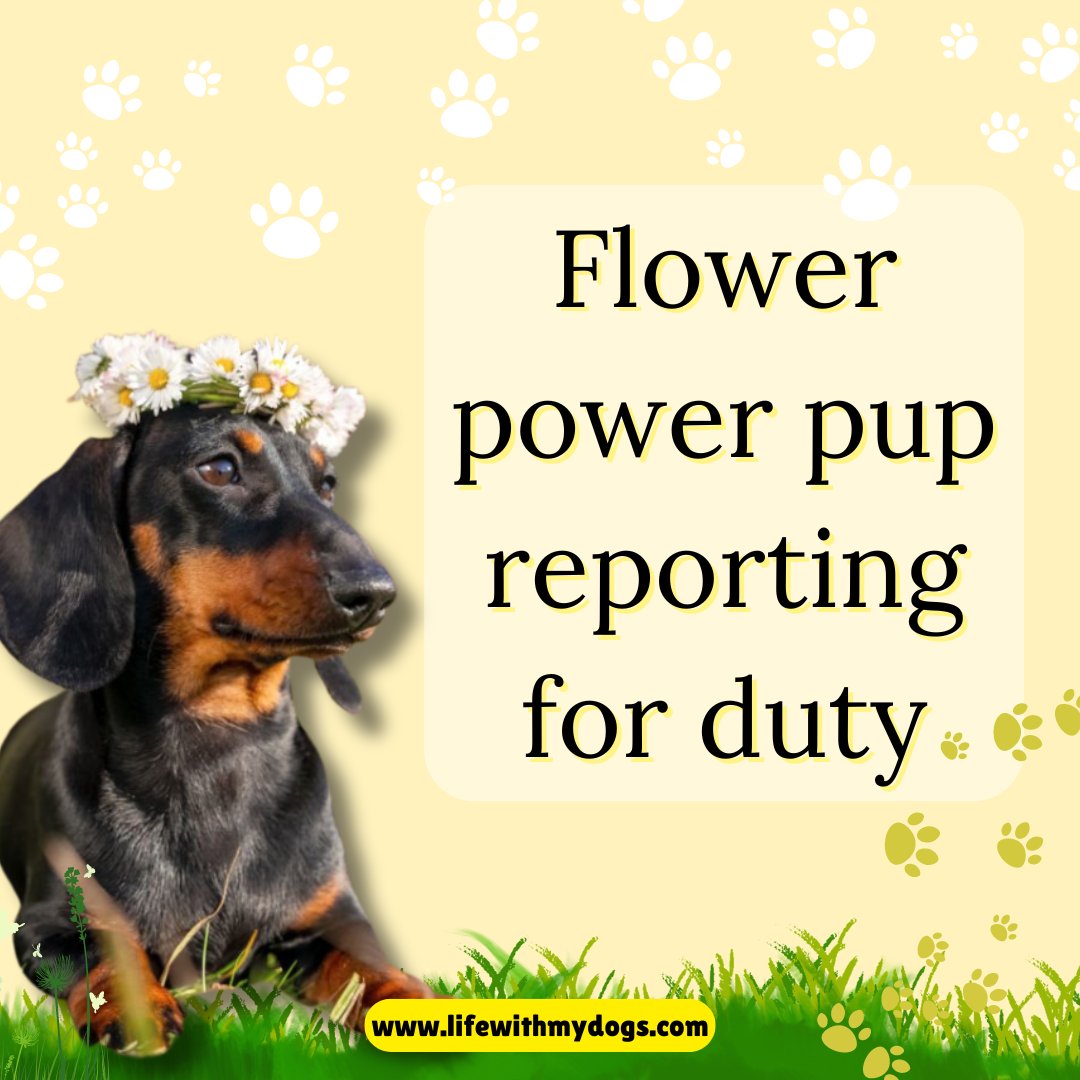 LifeWithMyDogs9's tweet photo. Blooming with happiness and ready to conquer the day! πΊπΎ For more fun memes, follow us and to learn more about dogs visit https://t.co/rVNuPcJ7Pk #pawspower #bloomingdog #flowerpower https://t.co/VgSMZD20t3