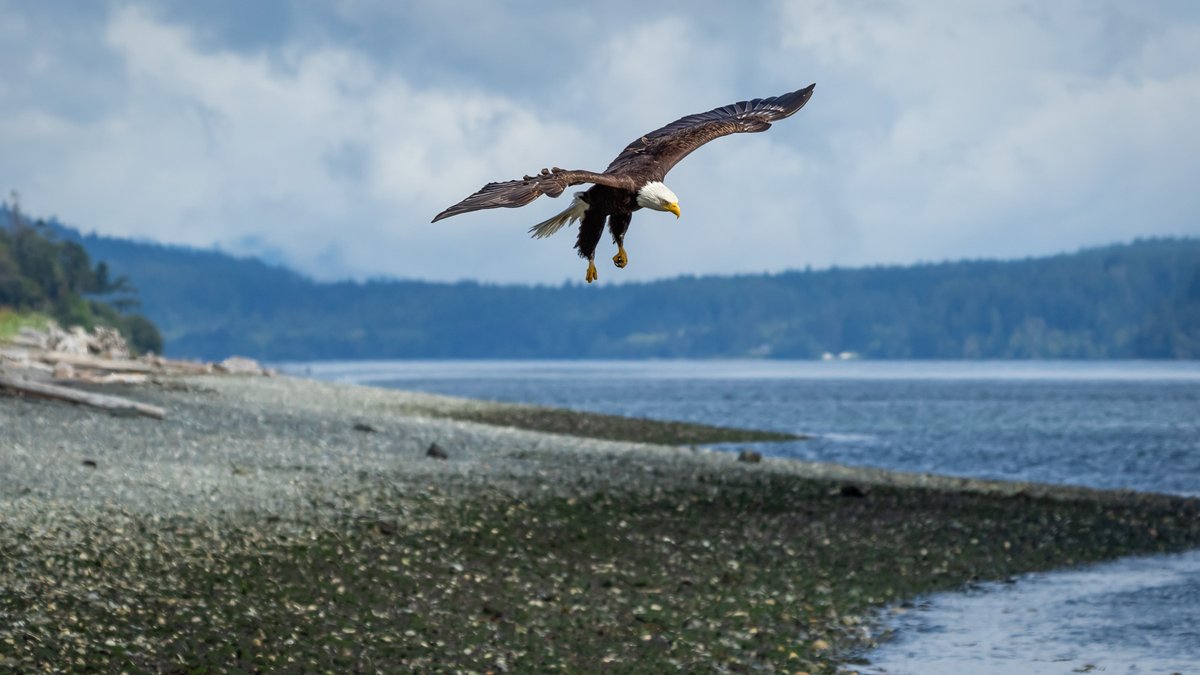 gm Your eagle spotlight of the day! #AnnesWildlifeWakeup 💛🦅