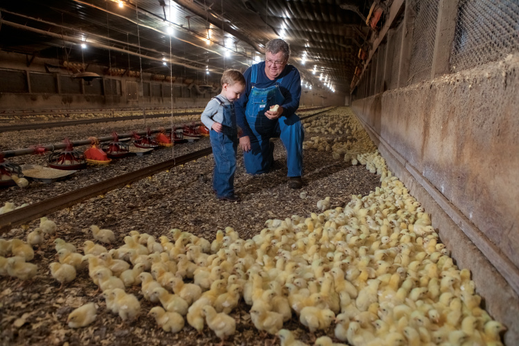 Tennessee chicken farmer Tim McClary enjoys time on his family farm raising broilers and grandkids in Polk County. 🐓 tnhomeandfarm.com/agriculture/me…