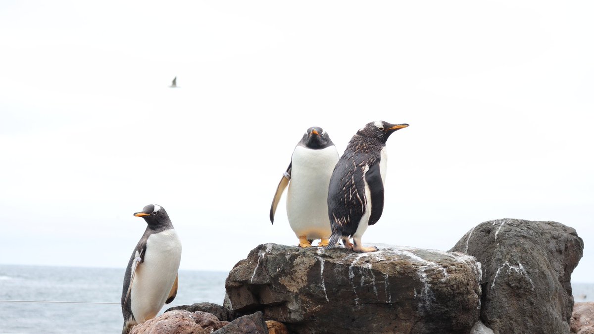 借景プールが賑わっていました😊🐧🐧🐧🐧
#おたる水族館 
#海獣公園 
#借景プール 
#ジェンツーペンギン