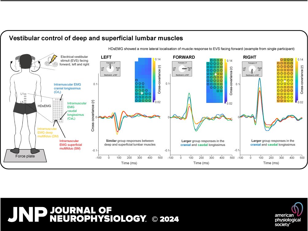 In this research Alessio Gallina et al. investigated the #VestibularControl of the deep & superficial lumbar extensor muscles using electrical vestibular stimuli. Read it here: ow.ly/4PfW50RiWqm #LumbarMuscles #VestibularSystem #EMG #ElectricalStimulation #ErectorSpinae