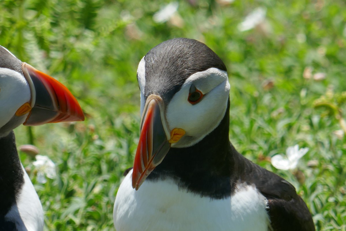 One of my favourite trips in the UK - seeing puffins in Wales!

raysofadventure.com/seeing-puffins…

#puffin #uk #wales #Travel #TravelTuesday #birdphotography