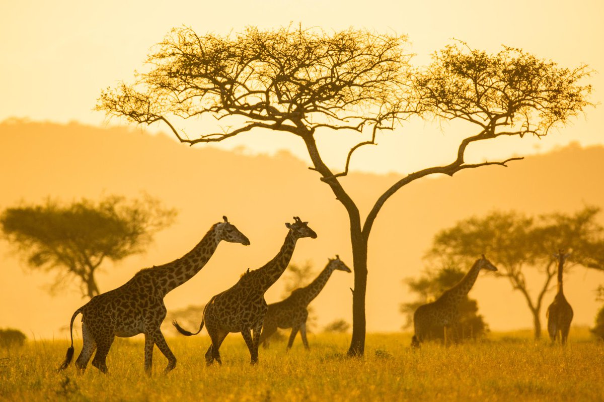 Magnificent wildlife of#Serengeti!

📸 @elewanacollection

#Vayeni #WeShareAfrica #Zambesia #safariexperts #luxurysafaris #luxurytravel #ElewanaSerengetiPioneerCamp #ElewanaCollection #ElewanaMoments #Tanzania #Serengeti #Africa #exclusiveexperiences #travelwithus #Vayenitravel