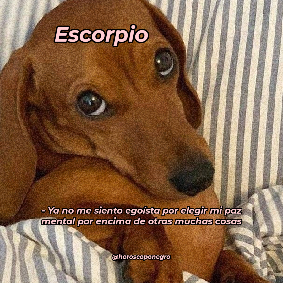 escorpio_hn's tweet photo. El perrito adorable Escorpio ♏ tiene algo qué decir ✨ https://t.co/C8ySUAkIAQ