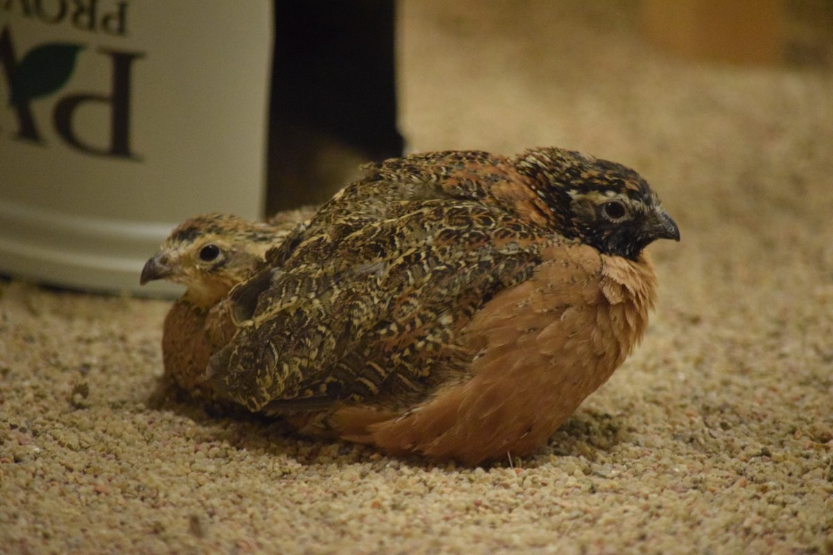 The masked bobwhite aviculturists began pairing birds for the breeding season. Here’s a little teaser photo of a new couple! #maskedbobwhite #quail #endangeredspecies #suttoncenter #conservationeducation #oklahoma #birds #birdsofinstagram