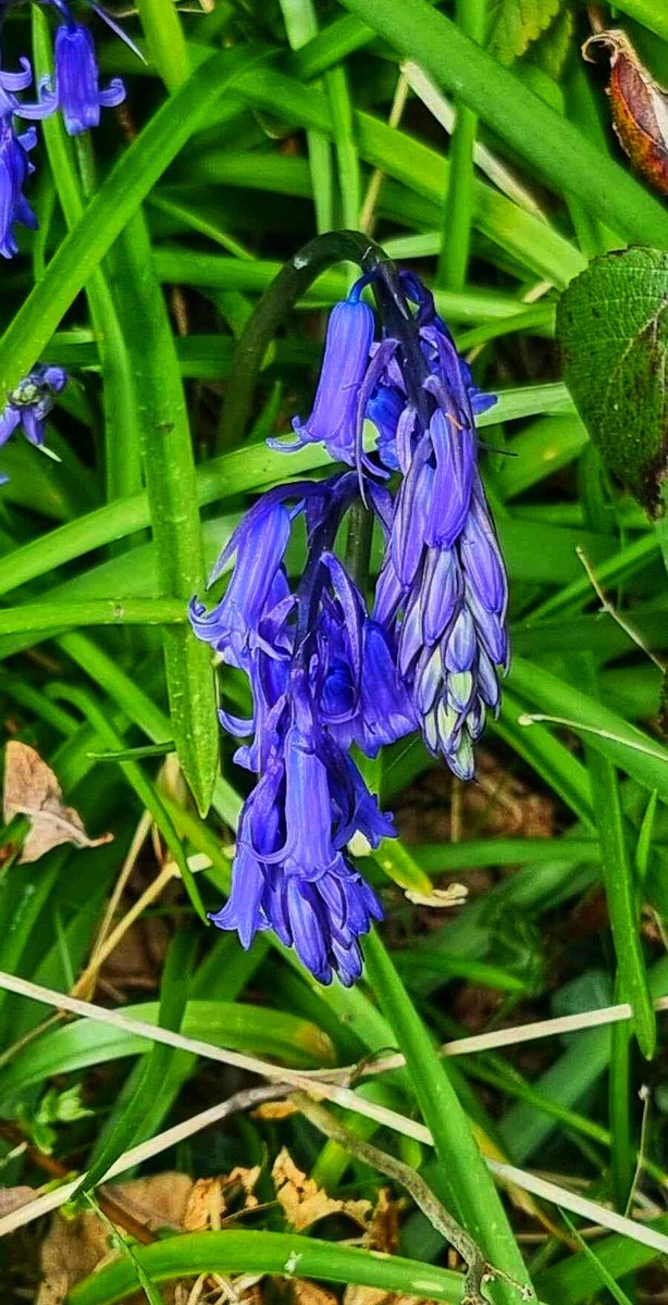 Roadside bluebell.