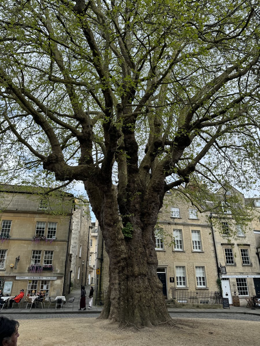 This has got to be a contender for ‘Tree of the Day’. In Abbey Green Square in Bath… Absolutely stunning! @campbellclaret