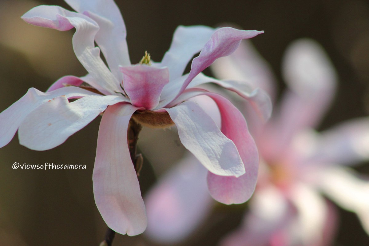 #flowers #flowerstagram #flowergram #outdoors #outdoorphotography #flowerphotography #spring #springphotography #nature #naturephotography #naturegram #texas #northtexas #photography #photographersofinstagram #photographersoftexas #dallastexas