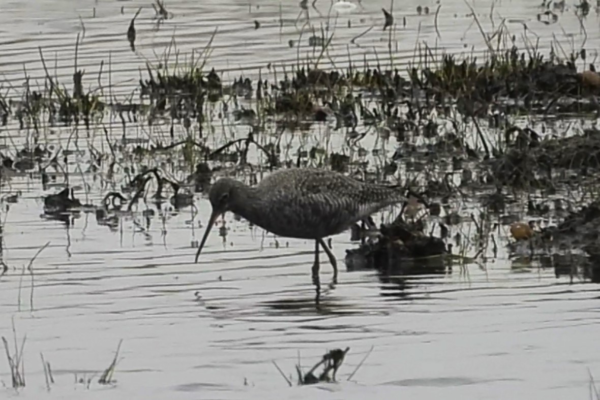 A cropped video still-frame from this morning at Catcott Lows of the Spotted Redshank, shows why it was once called Dusky Redshank.