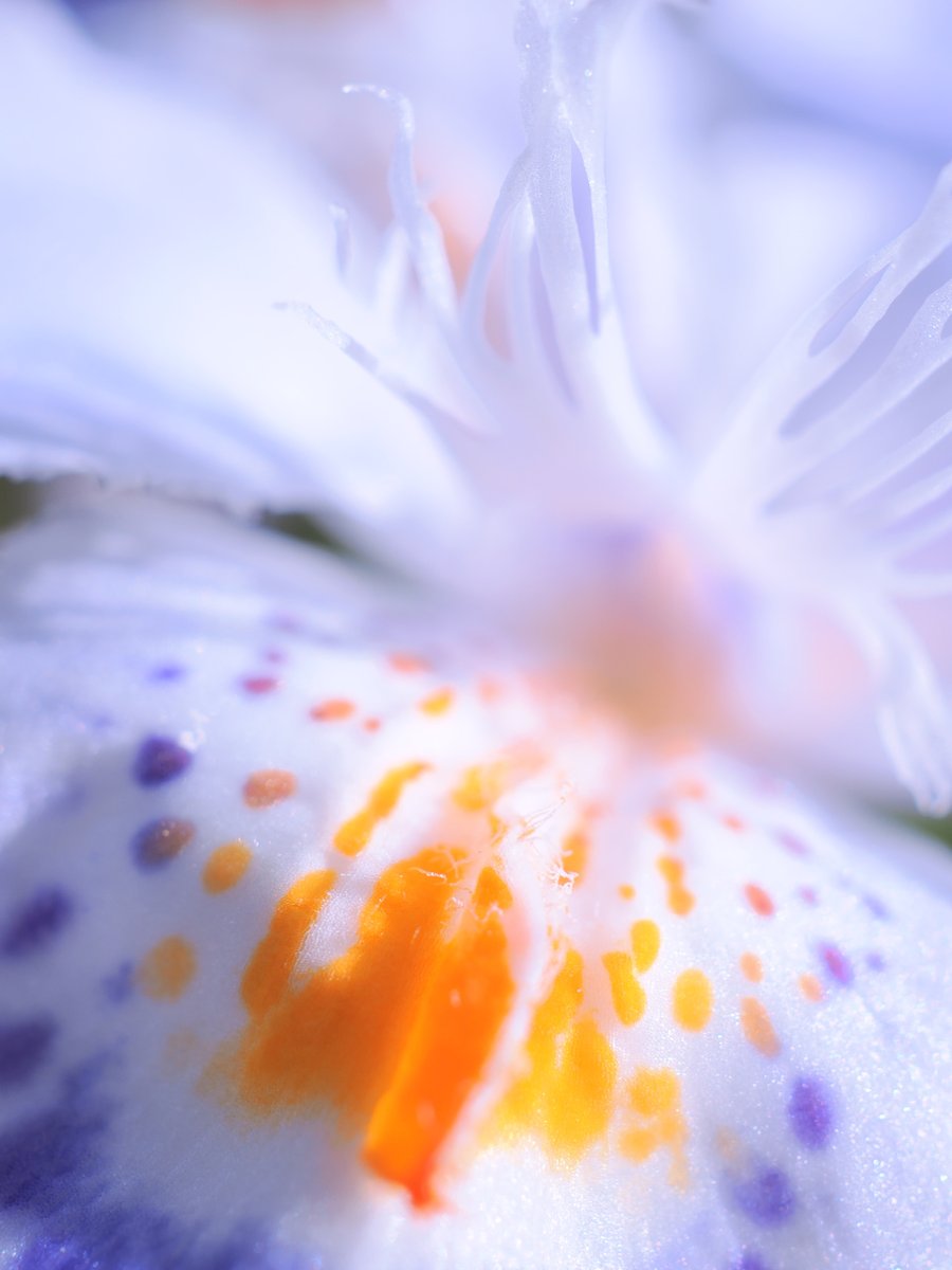 デンパークで撮影した「シャガ」。この花が好きで、毎年たくさん撮影します（記録 JPEG 撮影日 2024/4/14） 
OM-1 + ED 12-100mm F4.0 IS PRO
+ ED 30mm F3.5 Macro

#OMSYSTEM 
#マイクロフォーサーズ 
#デンパーク