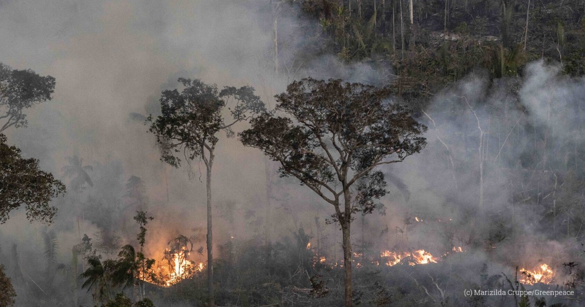 Amid record-high fires across the #Amazon, #Brazil loses primary #forests loom.ly/0Q9X8vo #deforestation #climatechange