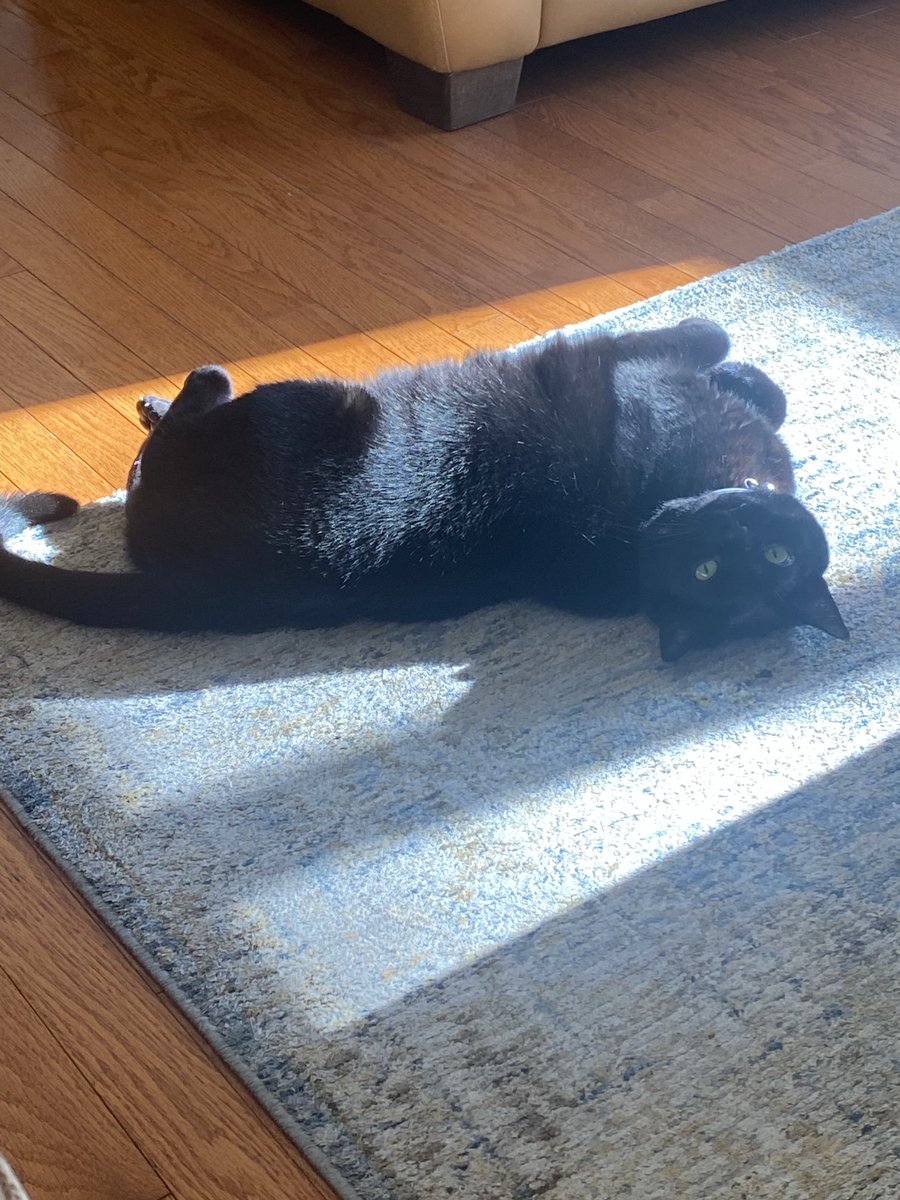 TonySamBoat's tweet photo. Total ham #kittytuesday https://t.co/xXBvhqnwsn