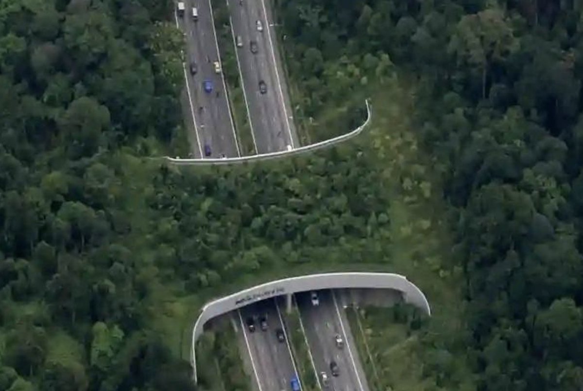 There is an 'Eco Bridge' in Singapore that allows animals to cross the highway easily.