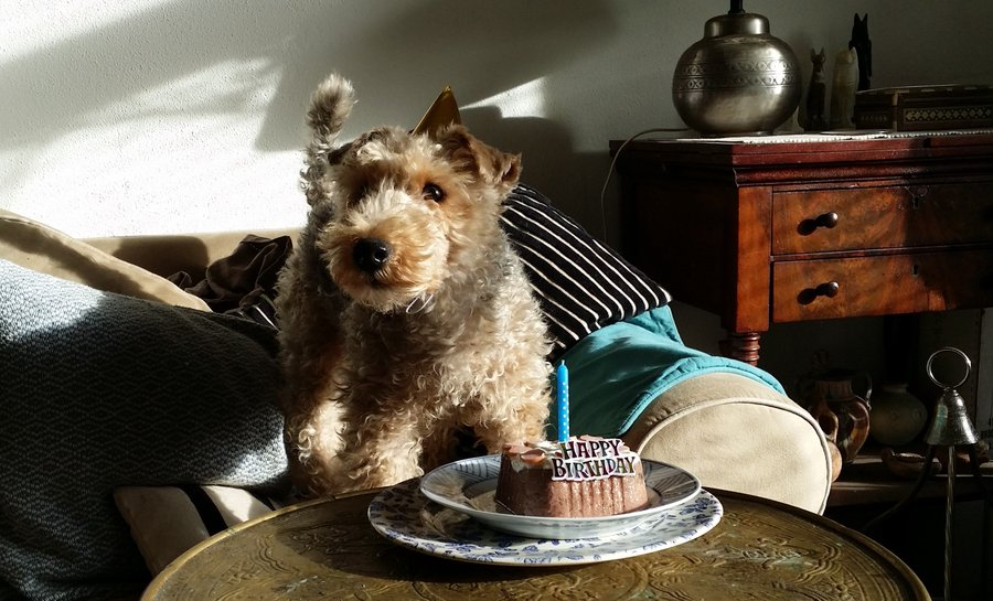 Is this a cake which I see before me, The candle toward my head? Come, let me eat thee Macbeth [II, 1] #DogsOfTwitter #BardCake #ShakespearesBirthday🎂