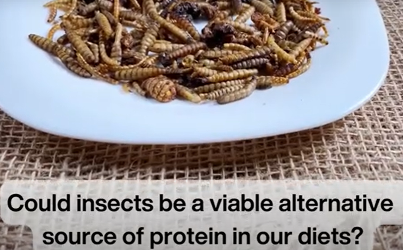 Could insects be a viable alternative source of protein in our diets? Researchers from @UniofSurrey need your help: tinyurl.com/4p3696mj @oneinbillion @RalphManders #nutrition #research