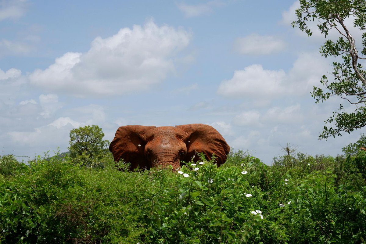 Natural Heritage: Meet the Pioneers Reshaping Conservation in Africa - goodthingsguy.com/environment/na…