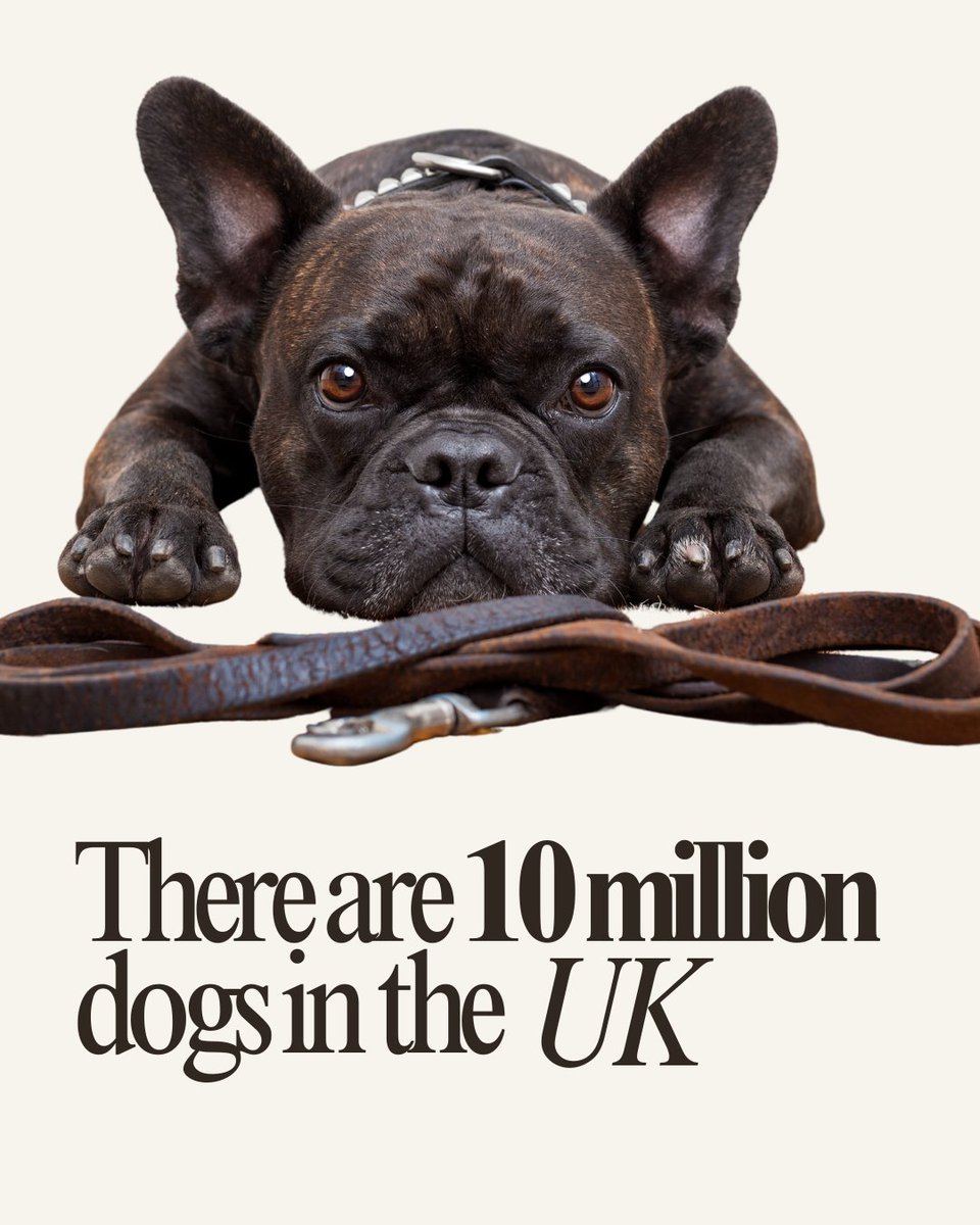 🐶 With 10.2M dogs and 34% of UK homes with a furry friend, there's a huge demand for dog walkers! Average walk = 34 mins, but many want more. See an opportunity? #DogWalking #BusinessOpportunity #PetCare