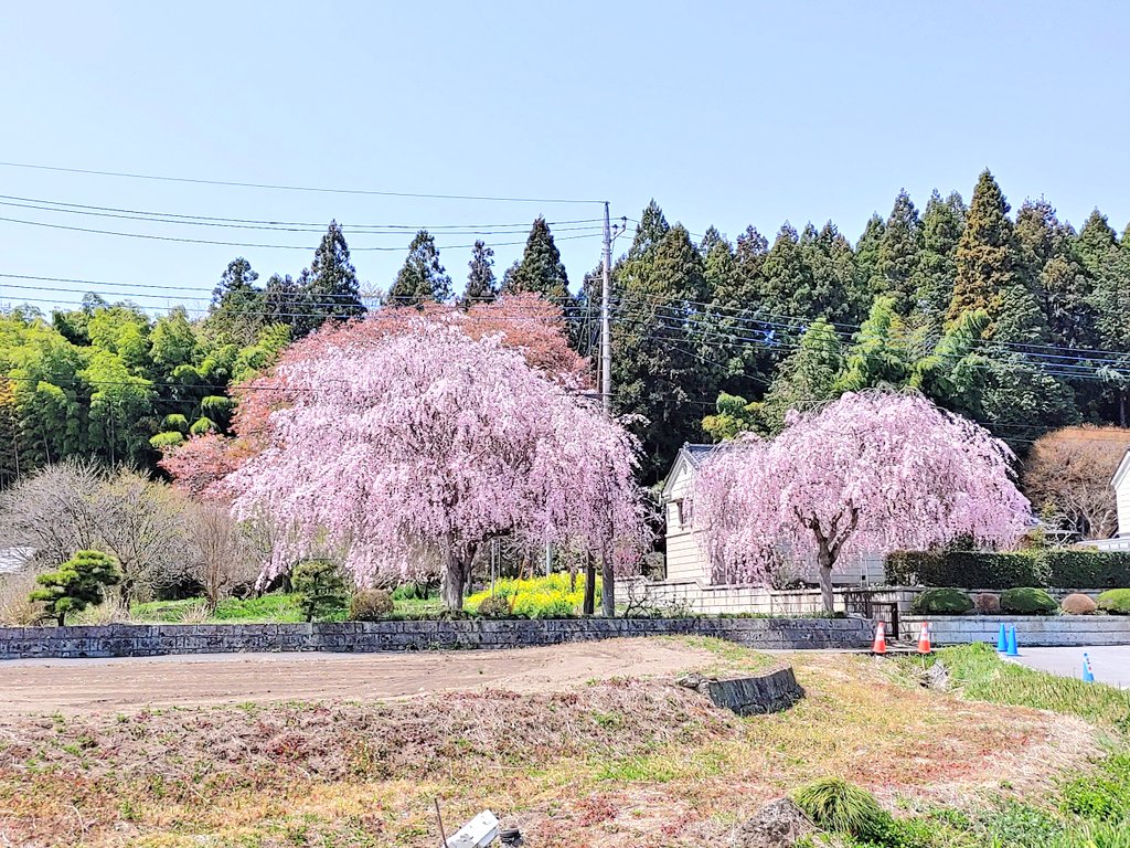 #桜 #cherryblossom
#花 #flower #お花見
#TLを花でいっぱいにしよう 
#TLを桜でいっぱいにしよう 
#ベルテラシェ大谷
#栃木県 #宇都宮 #大谷町
2024.4.14撮影📷✨