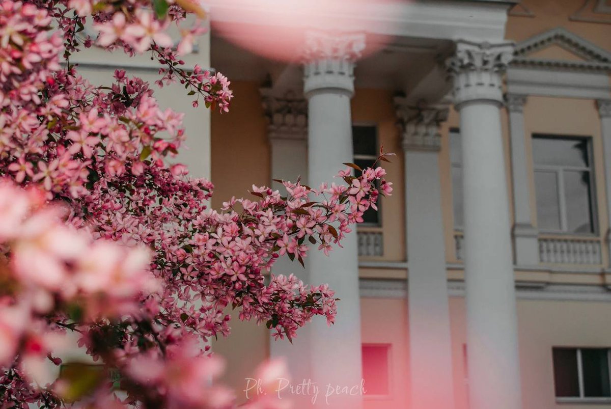 В Воронеже цветёт миндаль 🌸