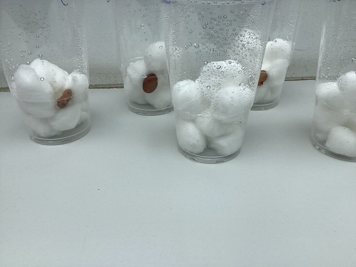 OwpsFoxes's tweet photo. We have been Scientists this afternoon and have planted some bean seeds. We are hoping they germinate soon 🤞🦊#owpsscience https://t.co/b37wvbLiH9
