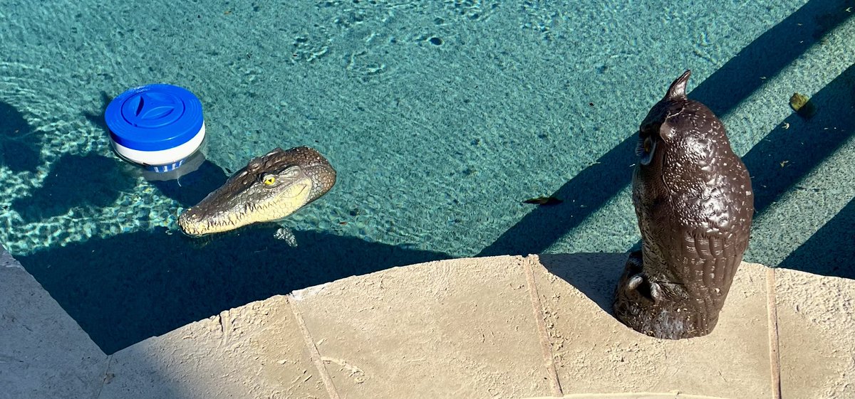 My pool noodles didn’t deter the ducks, which kept showing up at my pool in greater numbers. So I beheaded a croc, took it to a taxidermist, and… Nah, I bought a plastic croc head that floats in the pool. All the proceedings are presided over by three well-placed owls. #ducks