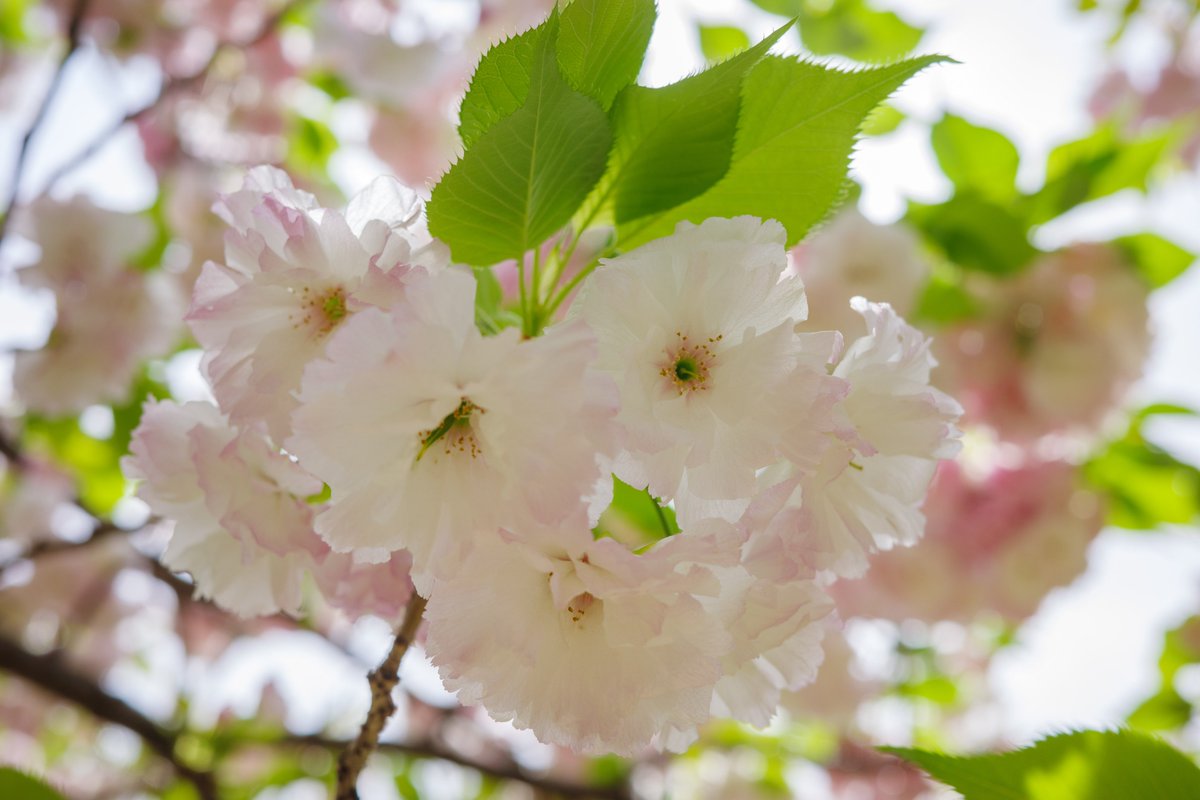 八重桜
八重桜の花言葉：「豊かな教養」「おしとやか」
GR3x

#TLを花でいっぱいにしよう
#写真好きな人と繋がりたい