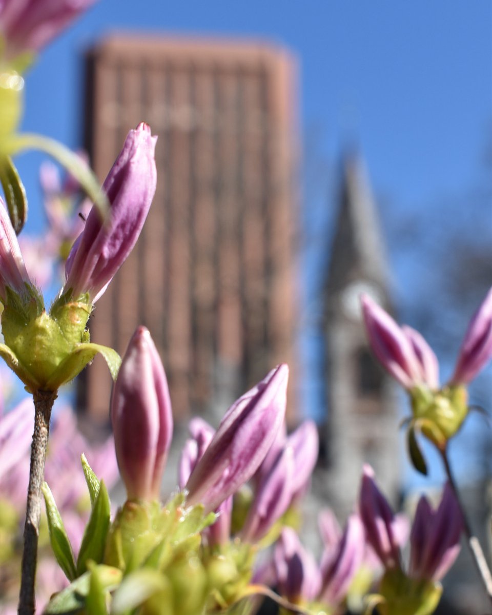 Ready to bloom? #ThinkSpring #umass #umassamherst #umassbeautiful