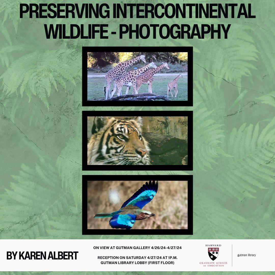 Visit Gutman Library on Friday & Saturday to enjoy the wildlife photography of Karen Albert, Ed.M. '73, which will be on display as part of the Harvard ARTS FIRST Festival. A reception will be held during the exhibition on Saturday, 4/27 at 1pm in Gutman Lobby (no RSVP required).