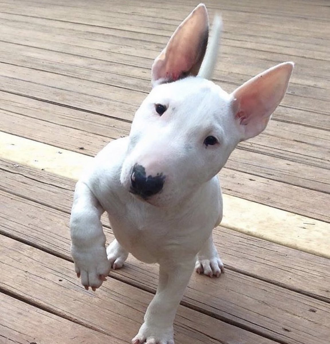 Oh hai 👋..St. George’s day you say? 🏴󠁧󠁢󠁥󠁮󠁧󠁿

#englishbullterrier #stgeorgesday #zumi #zumiapp #freedownlaod #vetnurse #rvn  #dogs #cats #vettech #pethealth #veterinaryprofessionals #veterinarynursing #petoftheday #toptips #opttoadopt #appstore #android #petcare #homevisits