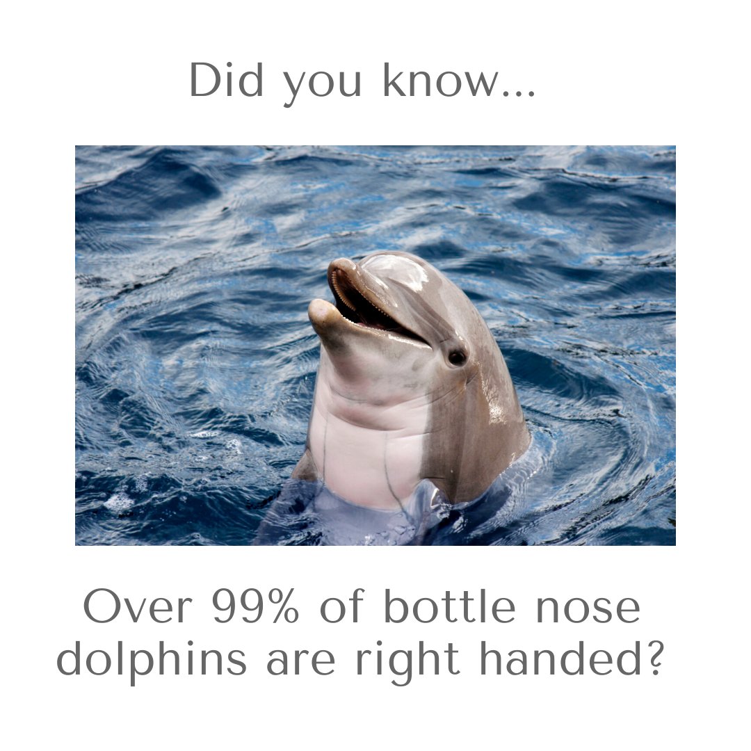 Fun fact: over 99% of bottlenose dolphins is right-handed. 👀

Are you right-handed or left-handed? 🤔

#righthanded #rightvleft #lefthanded #righty #lefty
 #realtor #realtorlife #realestatemarket #workwithme #yourhomegirlAlex #client #realtyadvanced #louisville