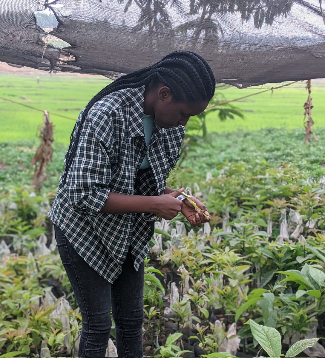 What do you know about #Grafting in Agroforestry ?