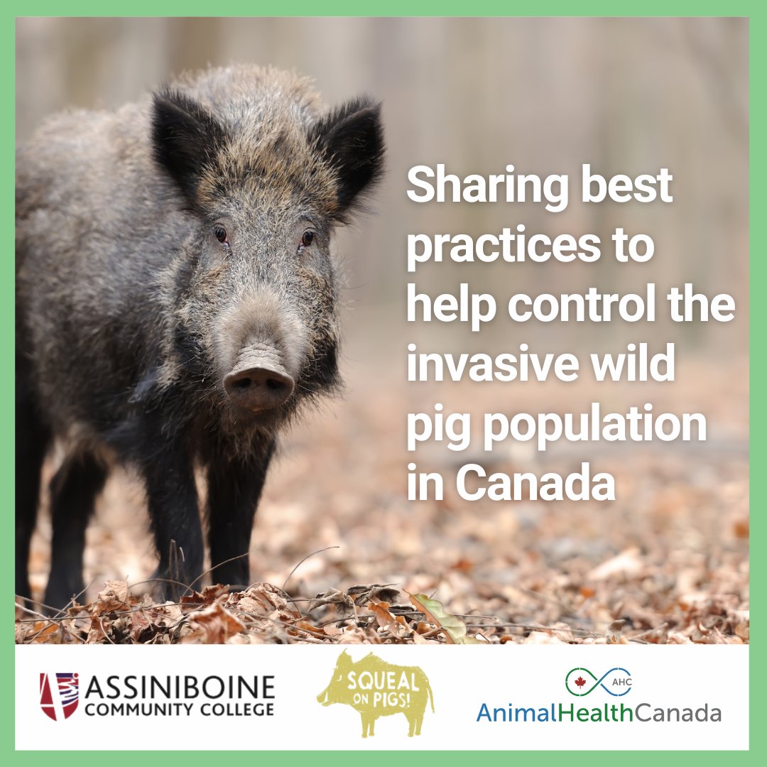 We're kicking off the Canadian Wild Pig Summit today in Brandon, MB. The 2-day event brings together experts from Canada, #Europe, and the #US to share best practices to help control the invasive wild pig population in #Canada. More>animalhealthcanada.ca/news-release-c…