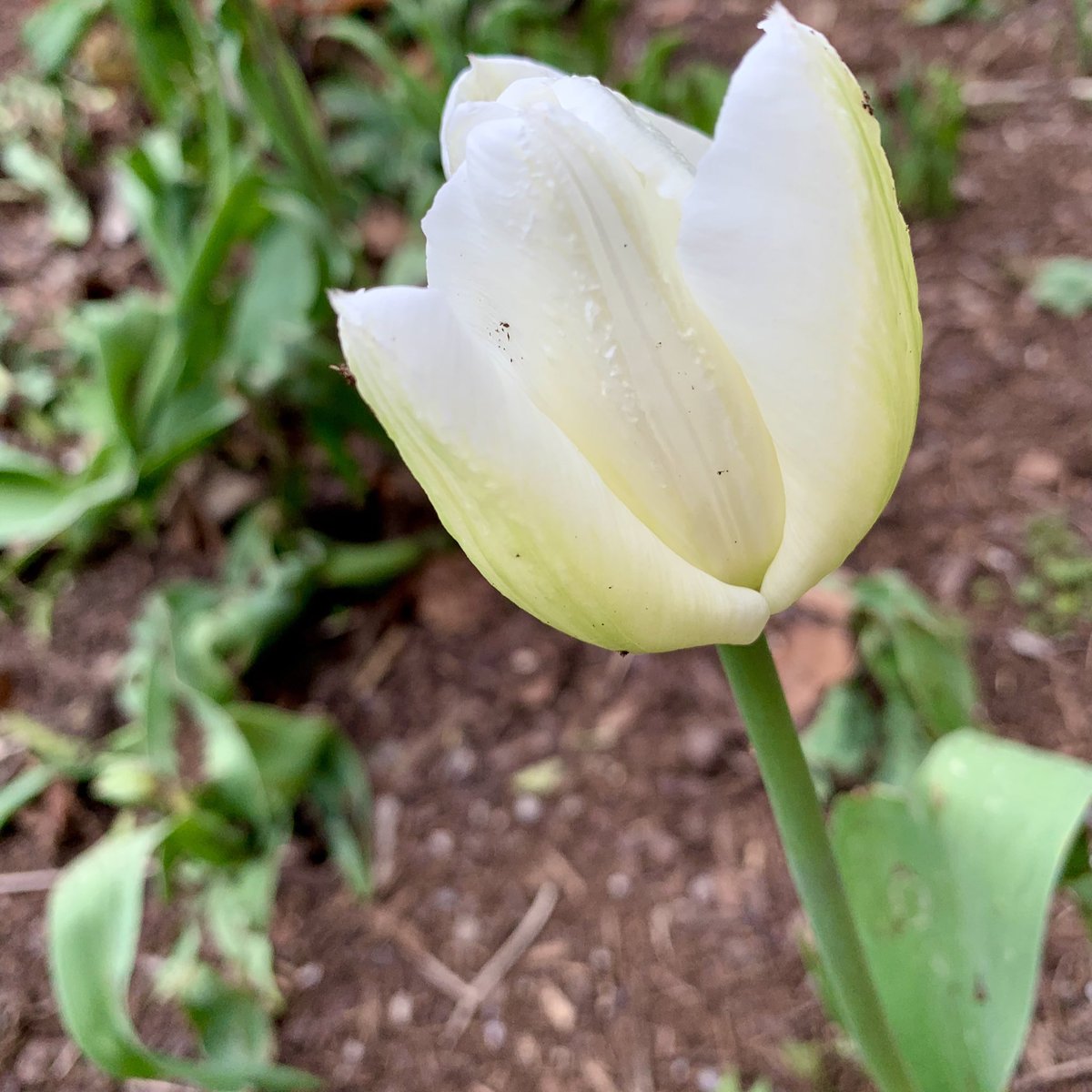 And so it begins! 🌷the tulips are opening up outside Talbot College @WesternU #TulipTuesday #SpringBlooms