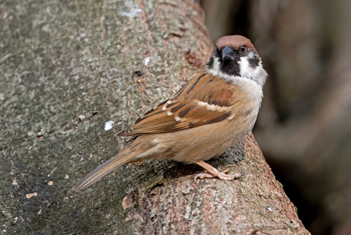 Tree Sparrow. Hong Kong