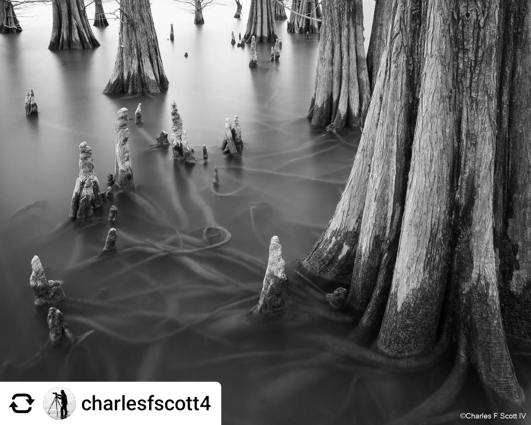 You never know what lies beneath.

Photo by @charlesfscott4

#TreeTuesday #SouthernCypress #cypress #cypresstrees #baldcypress #baldcypresstrees #RealAmericanHardwood #AmericanHardwoods #nature #naturephotos #naturepics #tree #trees #treephotos #treepics