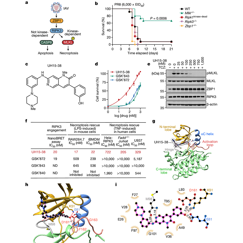 A study in @Nature presents a new drug candidate that lessens the lung damage and improves survival rates associated with influenza A infection in mice. This agent has the potential to benefit a wide range of inflammatory conditions. go.nature.com/3Jfgpwu