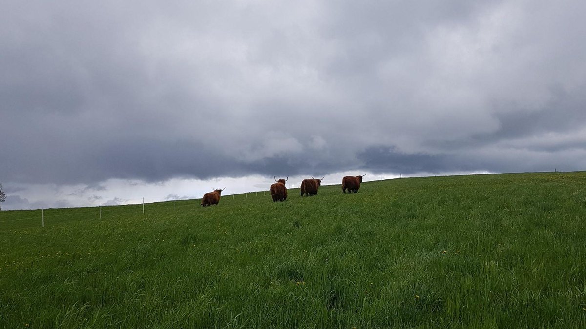 Endlich ist es geschafft... unsere Rinder haben endlich ein tiergerechtes und freundliches Zuhause gefunden ❤️🐂
#highland #spring #cattle #Heather #Anna #Lynn #Freya #Tuesday