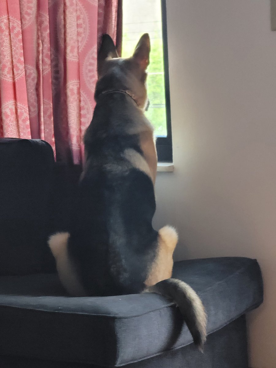 INTENTLY watching the roofers across the street and NOT barking his face off 😍🥰😍🥰😍 #goodestboi