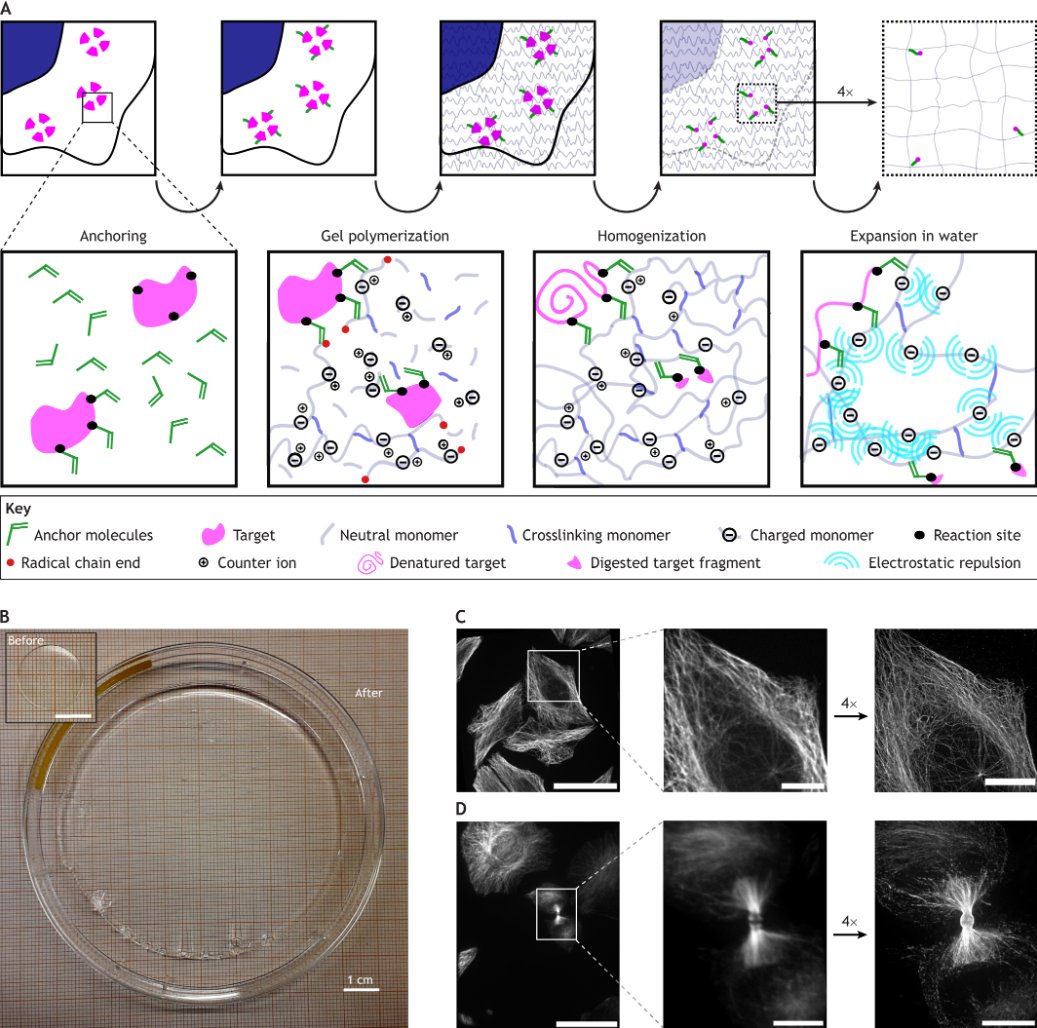 J_Cell_Sci's tweet image. In their #OpenAccess Review, @MforMicroscaya, @RiaThielhorn and @ewers_helge provide an overview of the rapidly evolving technique of expansion microscopy #ExM and its impact in cell biology.
journals.biologists.com/jcs/article/13…