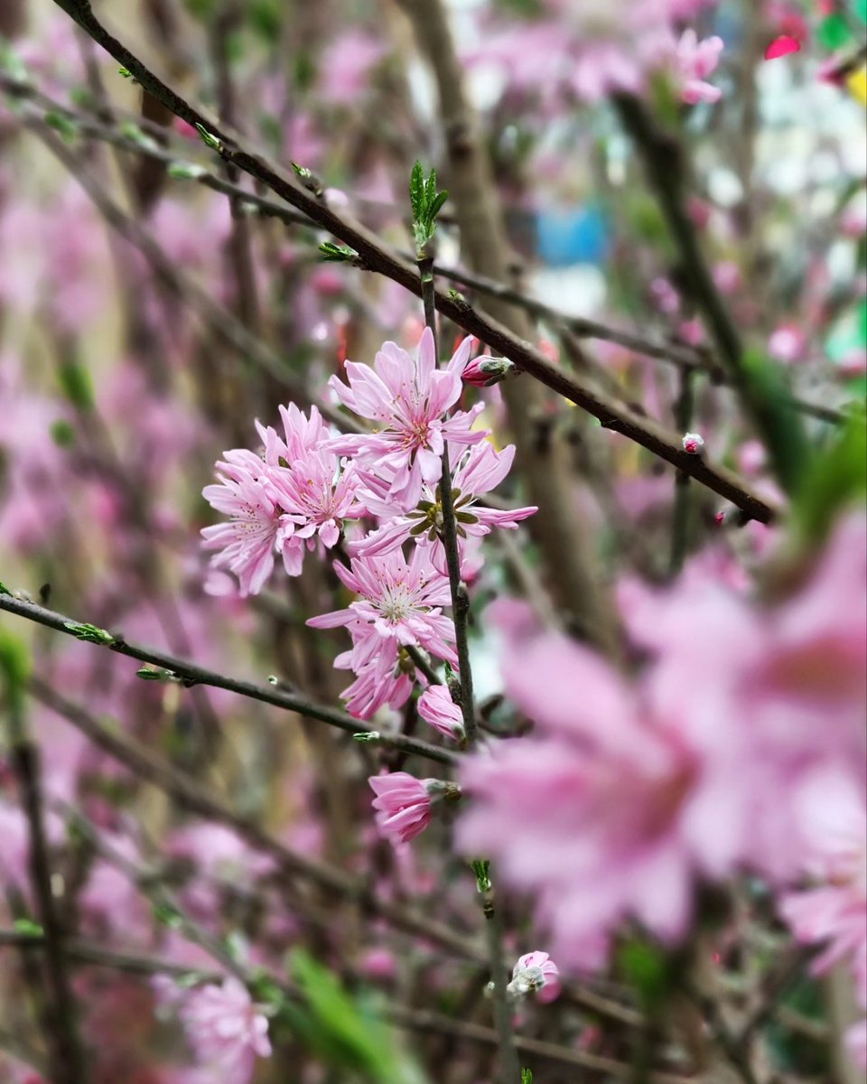 Sakura experience at Flower Dome
.#ShotOnSnapdragon #ShotOnOppo