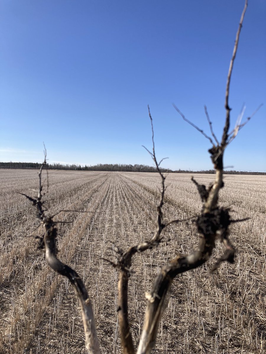 PDevloo's tweet image. Seed hawk side banded canola, every single plant is like this, effective fert placement!