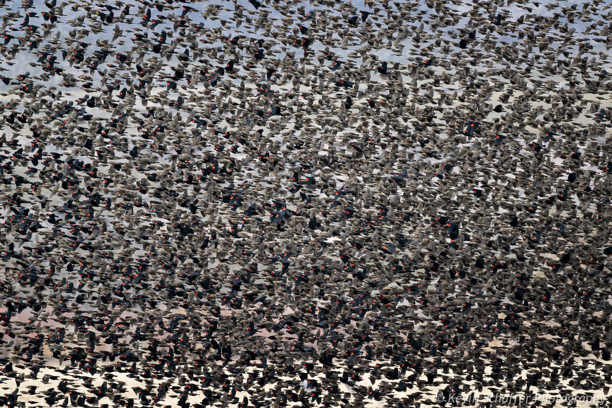 So. Many. Birds. Taken this past December at Bosque del Apache National Wildlife Refuge. Nikon Z9, FTZ2 Adapter, @Sigma_Photo 150-600mm Contemporary lens at 600mm, f6.3, ISO800, 1/320 second, @InduroTripods with the support