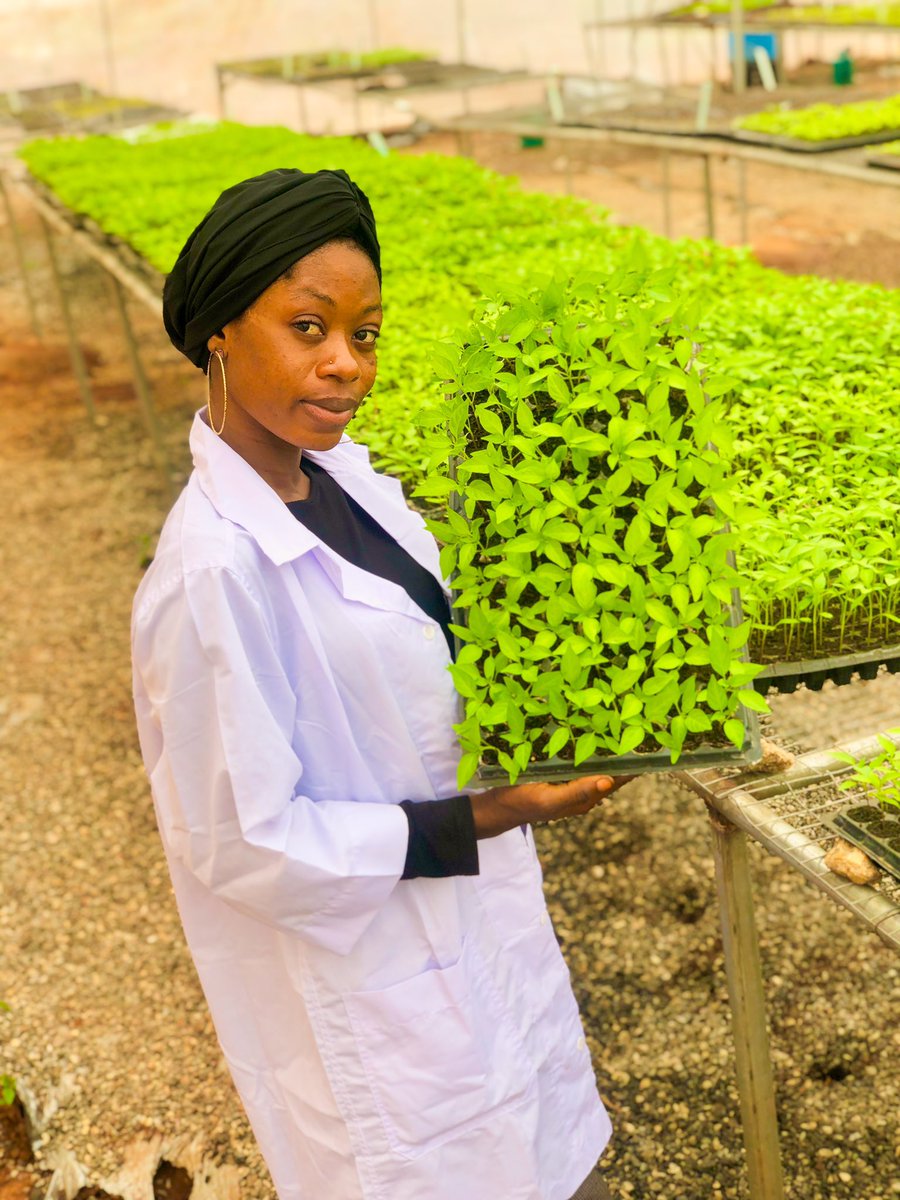 🤔Have you heard of precision agriculture? Here is one of the ways to practice and promote it (using seedling trays). 🤷‍♀️Do you know the benefits attached? Here are some; 1. Quality assurance of seedlings 2. Requires little space 3. Uniformity in growth 4. 👇🏾 #agrictechsis