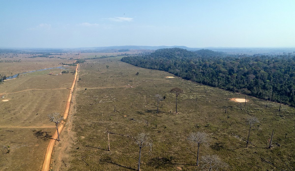 nandawenzel's tweet photo. Those investigating environmental crimes in the Amazon know how common it is to see someone with no financial condition assuming a millionaire deforestation. We are talking about front people, one of the biggest obstacles to punishing environmental crimes. https://t.co/meIPyLzxxr