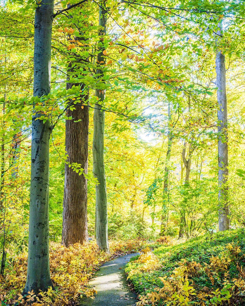 Sending you a virtual (tree) hug. Happy #ArborDay from all of us at Winterthur! Celebrate the beauty and significance of our leafy friends with us and plan your visit today: winterthur.org/visit/plan-you… Photos by Eileen Tercha, Rob Cardillo, and #WinterthurMuse