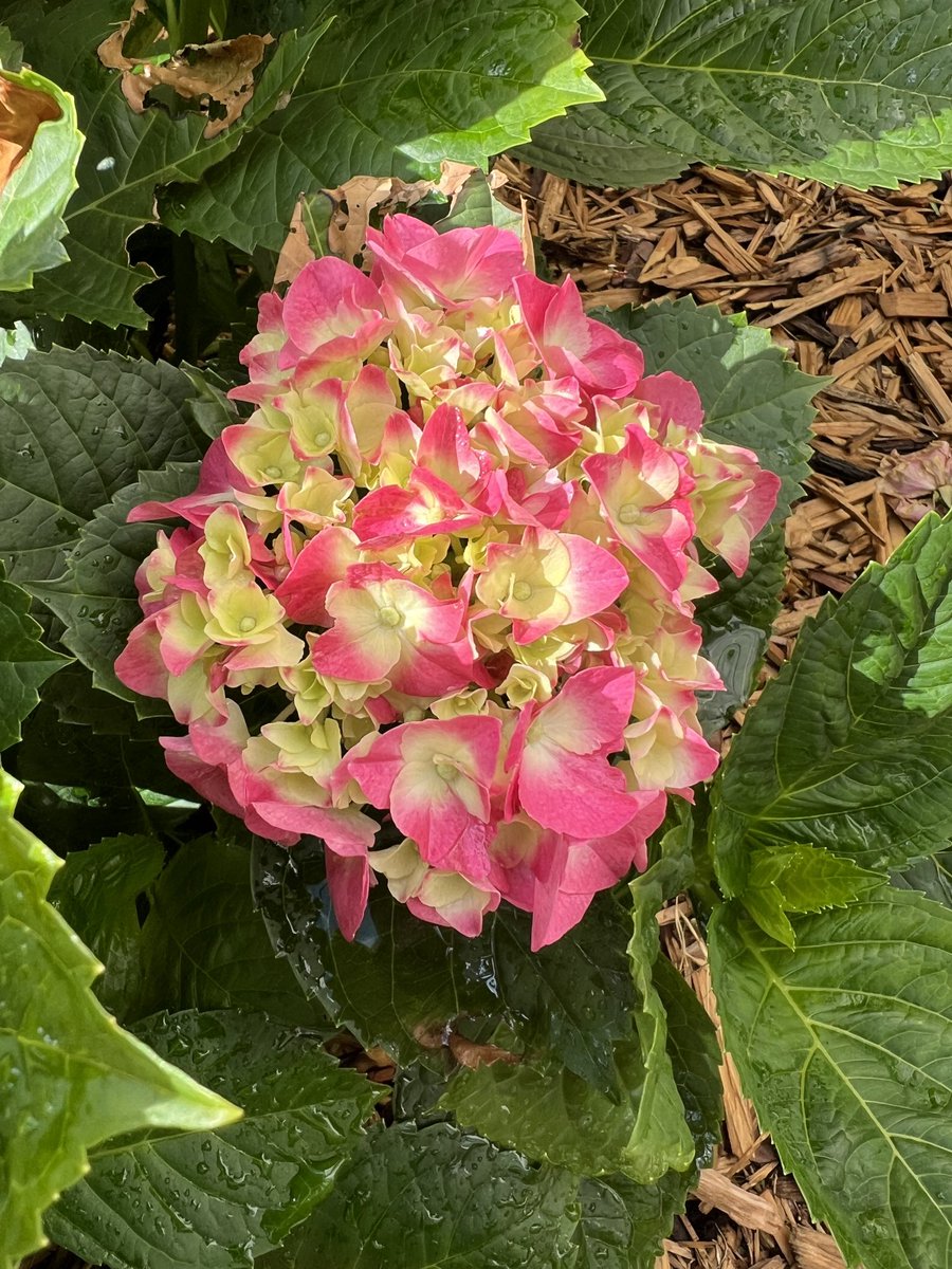 Good late morning and have a most blessed and benevolent day. The hydrangea has started and the oak leaf one will be next. My yard and gardens are “my livingroom” 😍